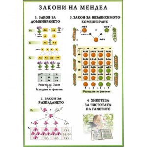 ТАБЛО ГЕНЕТИКА. ЗАКОНИ НА МЕНДЕЛ
