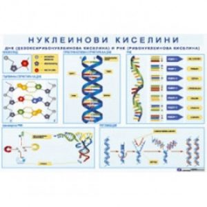 ТАБЛО НУКЛЕИНОВИ КИСЕЛИНИ