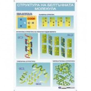 ТАБЛО СТРУКТУРА НА БЕЛТЪЧНАТА МОЛЕКУЛА