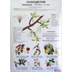 ТАБЛО РОЗОЦВЕТНИ