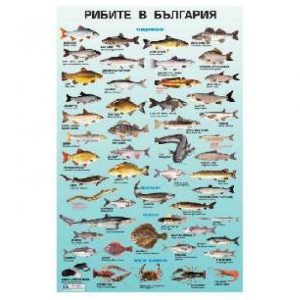 ТАБЛО РИБИТЕ В БЪЛГАРИЯ