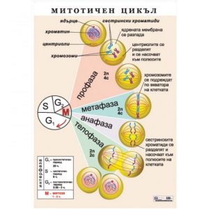 ТАБЛО МИТОТИЧЕН ЦИКЪЛ