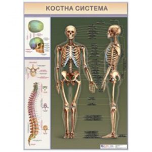 ТАБЛО КОСТНА СИСТЕМА