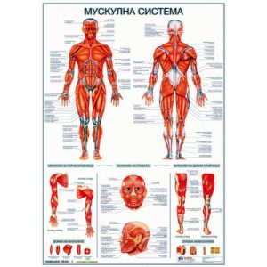 ТАБЛО МУСКУЛНА СИСТЕМА НА ЧОВЕКА