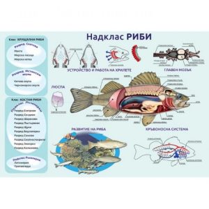 ТАБЛО НАДКЛАС РИБИ